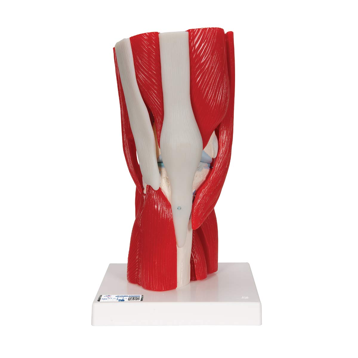 3B Scientific A882 Knee Joint with Removable Muscles, 12 Part + free anatomy software - 3B Smart Anatomy