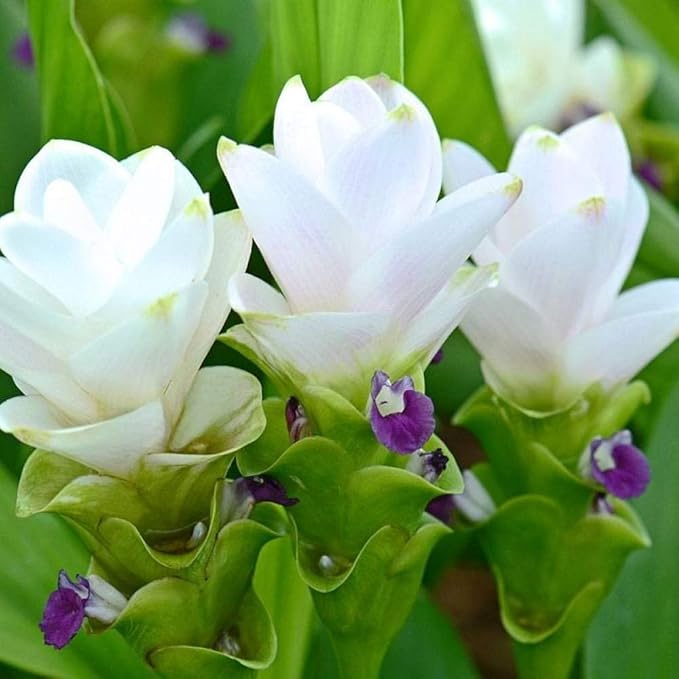 5 Plants Bulbs Snow White Siam Tulip Curcuma Alismatifolia Tropical Fresh and Viable