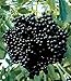 Johns Elderberry Perennial Shrub - Sambucus - Native - 3.25