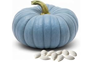 CZ GRAIN Exotic Blue Pumpkin Seeds | 20 Seeds Packet | Blue Jarrahdale Pumpkin Seeds