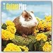 Guinea Pigs 2016 Calendar