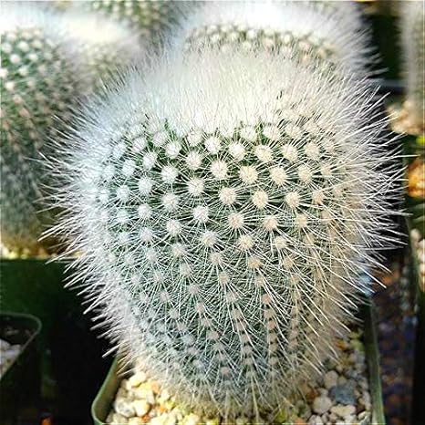 Amazon 黄色 販売50レアアフリカ混合種子サボテン多肉植物木浄化する空気中の盆栽を耐熱イージーケアクリエイティブsemente 花