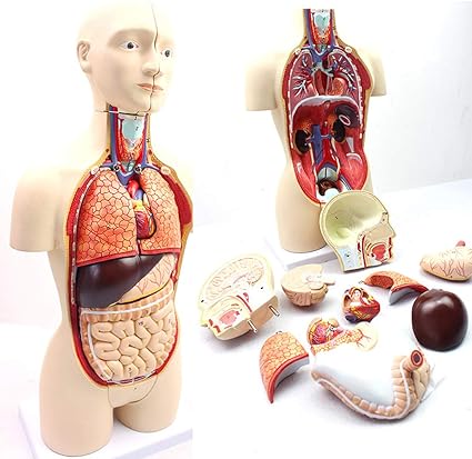 Zkkk 18 Inch Human Torso Model With Internal Organs Discomposable Half Body Torso Model 16 Pieces Teaching Aid Structure Of Male And Female Bisexual Visceral Organs Amazon Co Uk Kitchen Home