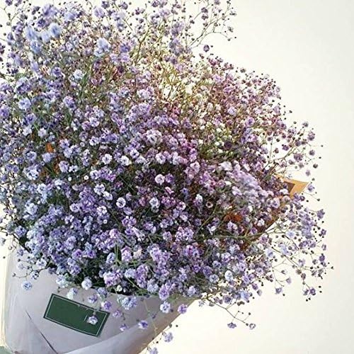 Noa54fran Seeds, Gardening, Easy to Grow, Garden/Home Decor 30Pcs Colorful Baby's Breath Gypsophila Seeds Flower Garden Bonsai Plant Decor - Purple