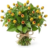 150 Buzz Button Seeds &ndash; Spilanthes - Acmella Oleracea &ndash; Electric Daisy Flowers &ndash; Edible Flower Seeds for Cocktails, Culinary Garnish, Gardening &amp; Natural Toothache Remedy &ndash; Easy-to-Grow