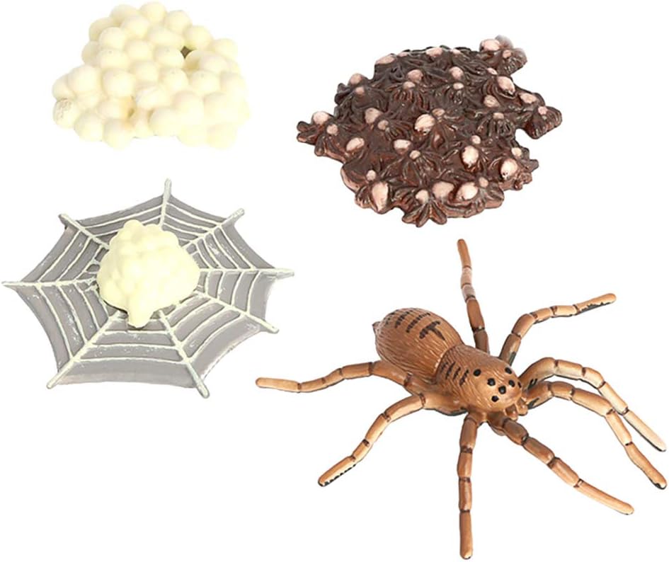 lahomia Araña Ciclo de Vida etapas de Clase Accesorios de enseñanza Juguete Educativo para niños lahomia Araña Ciclo de Vida etapas de Clase Accesorios de enseñanza Juguete Educativo para niños