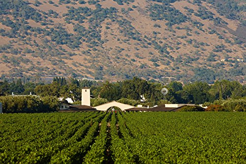 Robert Mondavi Cabernet Sauvignon - Image 5
