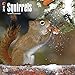 Squirrels 2018 Calendar