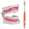 LVCHEN 2 Times Teeth Model with Toothbrush - Dental Large Teeth Model ...