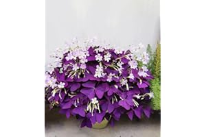 VGENKD 12PCS Purple Shamrocks Bulbs Good Luck Plant Purple Oxalis Bulbs for Planting Grows Indoor or Outdoor Oxalis Triangularis Bulb The Novice Gardener's Choice