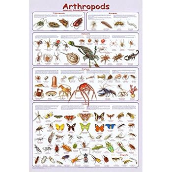 Amazon.com: Insect Identification Poster 24x36: Prints: Posters & Prints