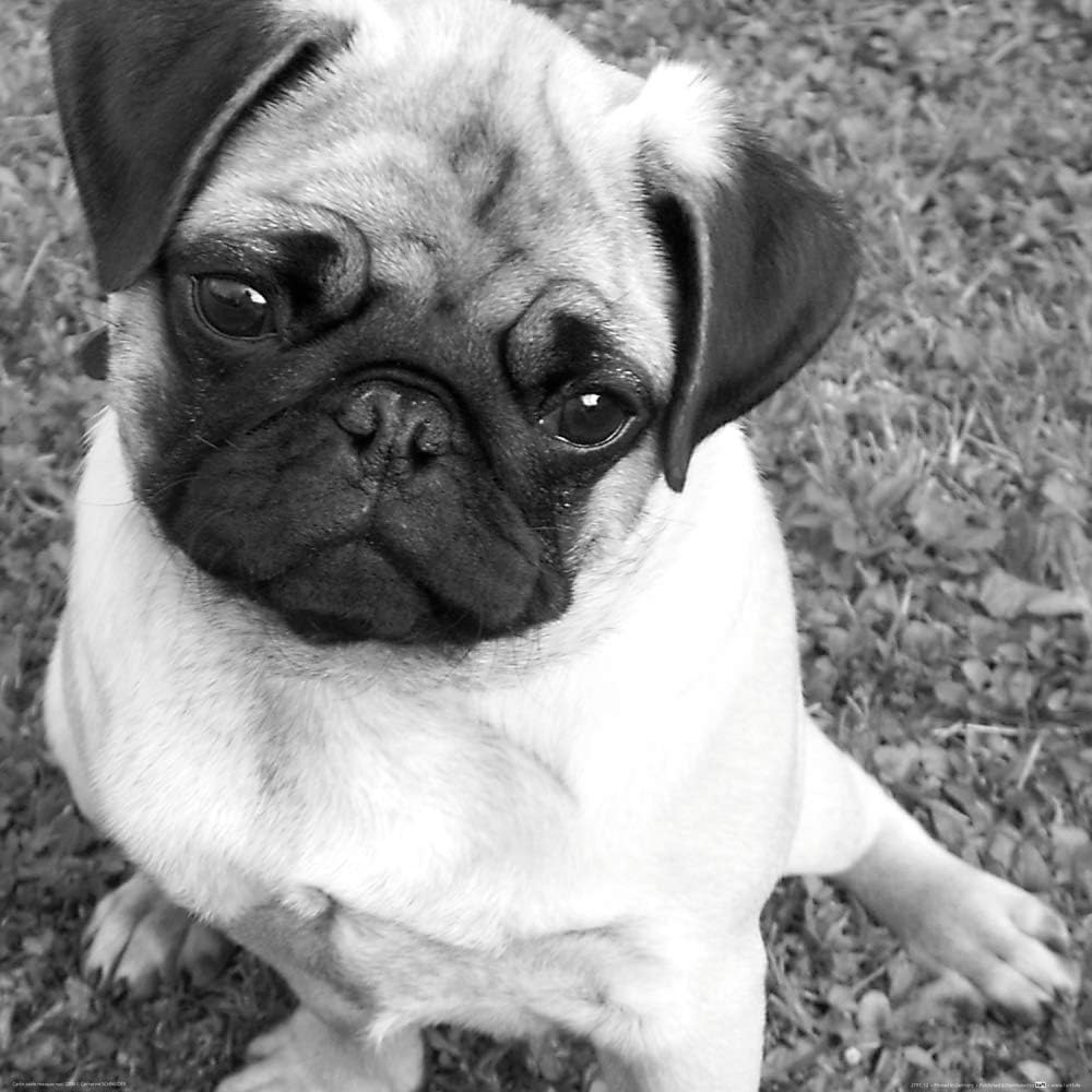 cute little pug