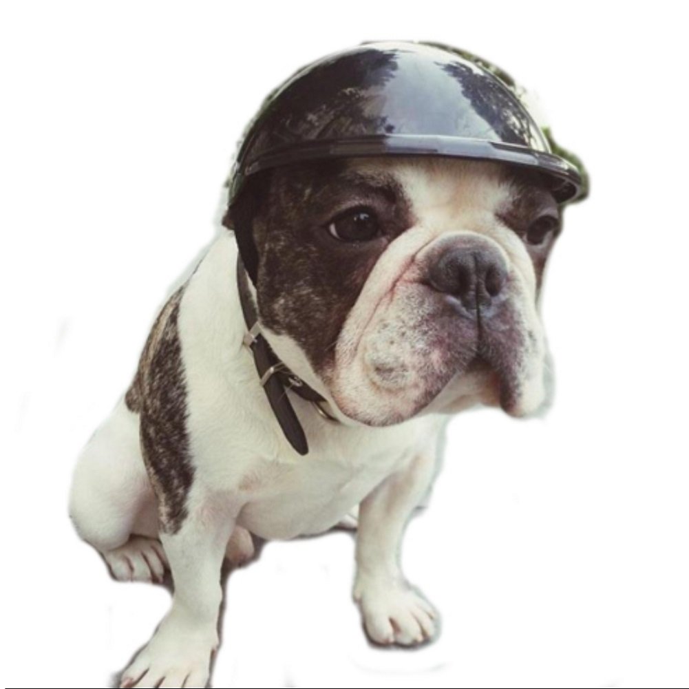padded dog helmet