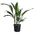 American Plant Exchange Cast Iron Plant Pet Friendly Live, 6" Pot, Graceful Indoor Air Purifier