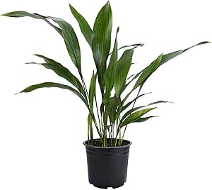 American Plant Exchange Cast Iron Plant Pet Friendly Live, 6" Pot, Graceful Indoor Air Purifier