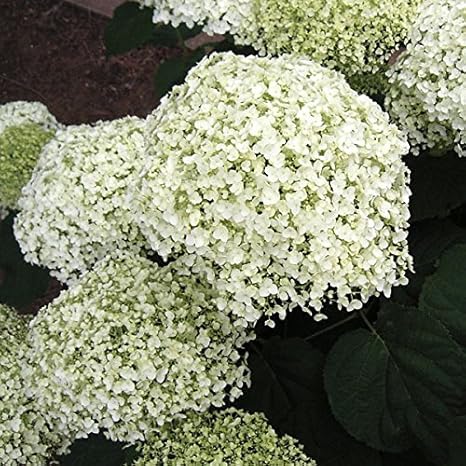 Amazon Co Jp アジサイ アナベルジャンボ6号鉢植え アベトゥー インクレディボール 期待のアナベル改良品種 ホーム キッチン
