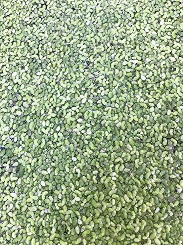 Chalily Live Floating Plants for Ponds and Aquariums | Lemna Minor Duckweed | 2 Ounce