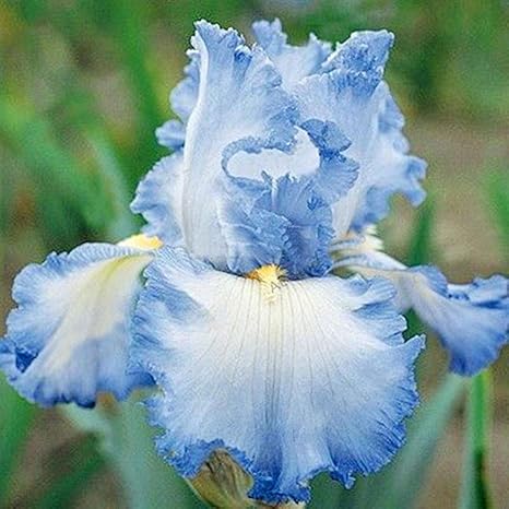 Iris