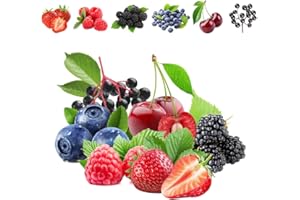 EKFRPAU 1100pcs Mixed Fruit Seeds Berry Seeds for Planting 200pcs Strawberry 200pcs Raspberry 200pcs Mulberry 200pcs Blueberry 200pcs Elderberry 10pcs Cherry - Individually Packaged