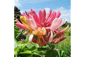 QAUZUY GARDEN 200 Seeds Honeysuckle Seeds Lonicera Common European Honeysuckle Woodbine Goldflame Vine Seeds- Beautiful Walls Outbuildings Covers