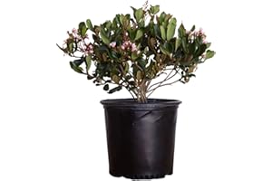 PLANTS BY MAIL Eleanor Taber Indian Hawthorn (2.5 Quart) Pink Blooming Evergreen Bushes- Full Sun Live Outdoor Plant