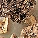 Dried Organic Maitake Mushrooms 2 Ounce
