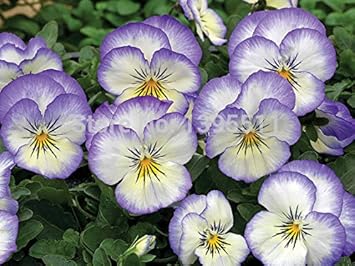 200 Bag Pansy Fleurs Viola English Violet Pensée Sauvage