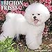 Just Bichons Frises 2019 Calendar