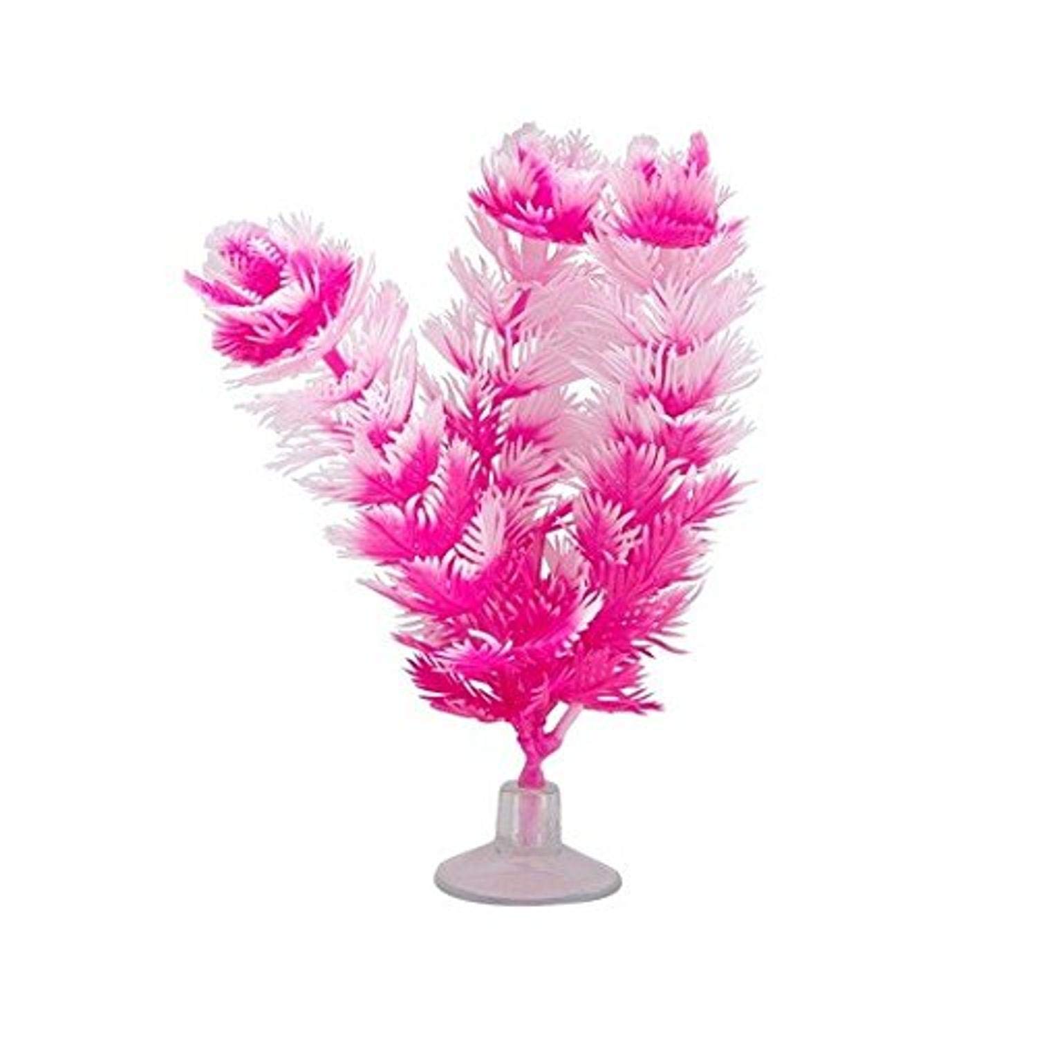 Marina Betta Foxtail Plant with Suction Cup, 12.7 cm, Pink