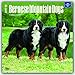 Bernese Mountain Dogs 2017 Calendar