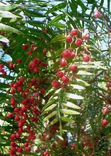 TROPICA - Peruvian Pepper Tree (Schinus molle var. areia) - 100 Seeds - Mediterranean