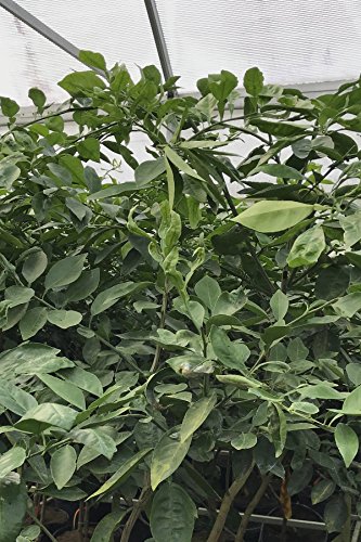 Dwarf Minneola Tangelo (Duncan Dancy Honeybell Grapefruit Tangerine Hybrid) Seedless Fruit Citrus (1 Gallon (4 inch Citra Pot))