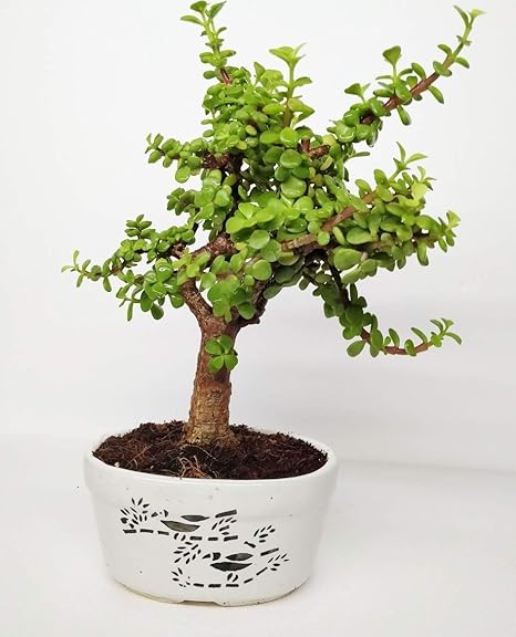 Guuchuu 5 Year Old Grafted Jade Bonsai (Green)