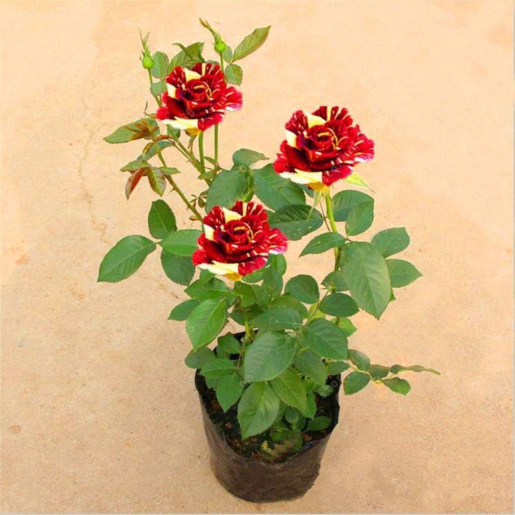 Семена Роз Купить Многолетние