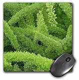 3dRose LLC 8 x 8 x 0.25 Foxtail Fern Asparagus