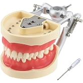 Dental Typodont Teeth Model Compatible with Kilgore Nissin 200 for Teaching | with 32 pcs Removable Teeth , for Practice and Study，dental school essentials