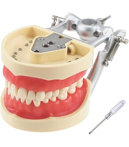 その他 NISSIN DENTAL MODEL Amazon.com: Dental Typodont Model Compatible with Kilgore Nissin