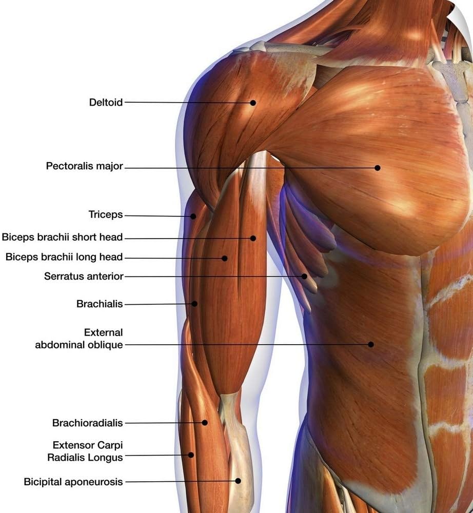 Amazon.com: Labeled Anatomy Chart of Male Biceps and Chest Muscle, On