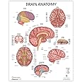 Anatomy Lab Human Brain Anatomy Poster, LAMINATED, Anatomy and Physiology, 17.3 x 22.5 Inches, Organ Diagram, Anatomical Chart for Education Learning and Students