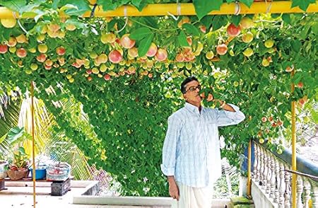 Creative Farmer Passion Fruit Yellow Korda Pacham Creepers & Vines Garden Plant(1 Healthy Live Plant)