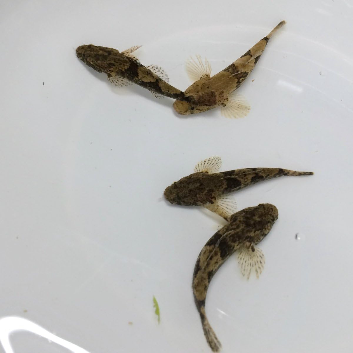 淡水魚 ドンコ 3cm 1匹 生体 淡水魚 ドンコ 3cm 1匹 生体
