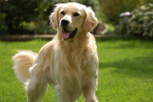 beautiful golden retriever