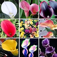 100 Pcs Calla Seeds Rare ColorfulLily Flower Home Garden Plants Seed DIY Bonsai