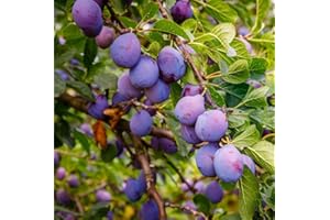 CARPET CREEPING 10+ Wild Plum Tree Fruit Seeds for Planting Outdoor-Perennial Native Prunus Americana Non-GMO Fruit Tree Seeds
