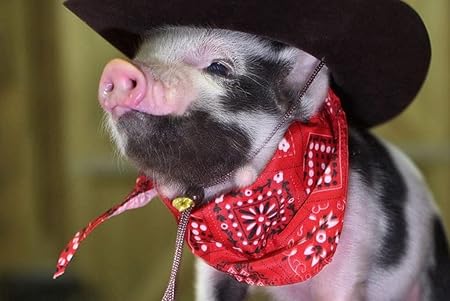 Amazon Co Jp 特大 ポスター 豚小さな豚カウボーイハットバンダナ 壁紙ウォールステッカーポスター 594x4mm ホーム キッチン