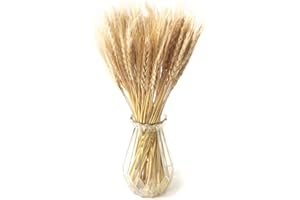 SONGJUM 100 PCS Natural Dried Wheat Decor Dried Wheat Stalks Dried Wheat Flowers Bunch for DIY Art Craft Kitchen Decoration Home Decoration Office Decoration Makeing Wedding Card（Beige）