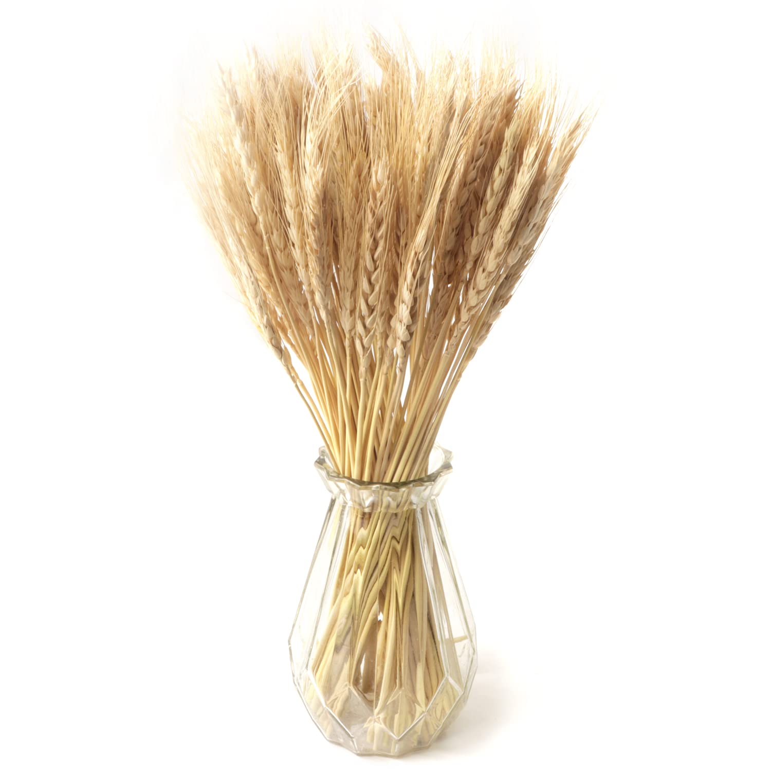 Songjum 100 PCS Natural Dried Wheat Decor Stalks Flowers Bunch for DIY Art Craft Kitchen Decoration Home Office Makeing Wedding Card（Beige）, 50x5cm (sj-99)