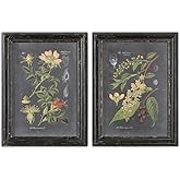 Uttermost 56053 Midnight Botanicals Wall Art (Set of 2), Multicolor, Medium