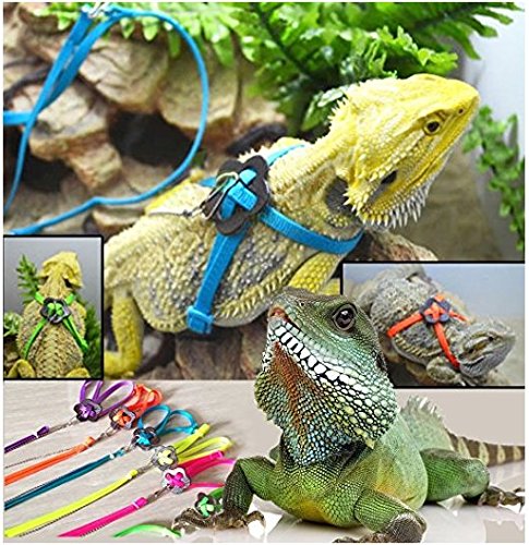 supplies needed for bearded dragon