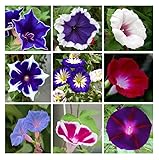 200+ Morning Glory Seeds for Planting, Mixed Color